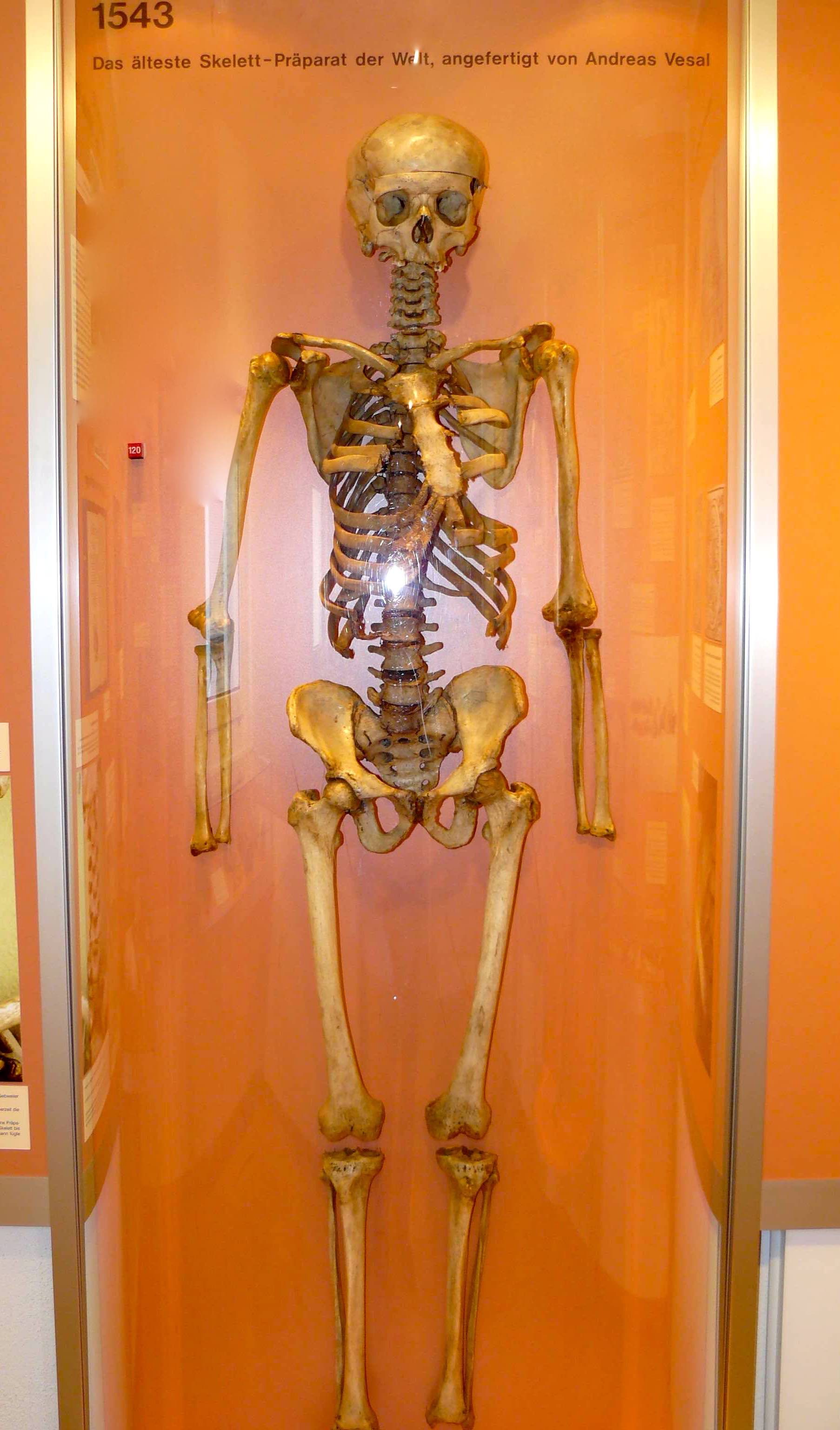 Andreas Vesalius skeleton 1.jpg